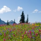 The Alpine Meadows.